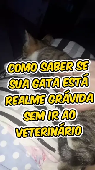 gravida gatas | Discover