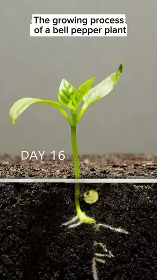 plantluvrrr fapello & fapello plantluvrrr | O Temp| SnackVideo