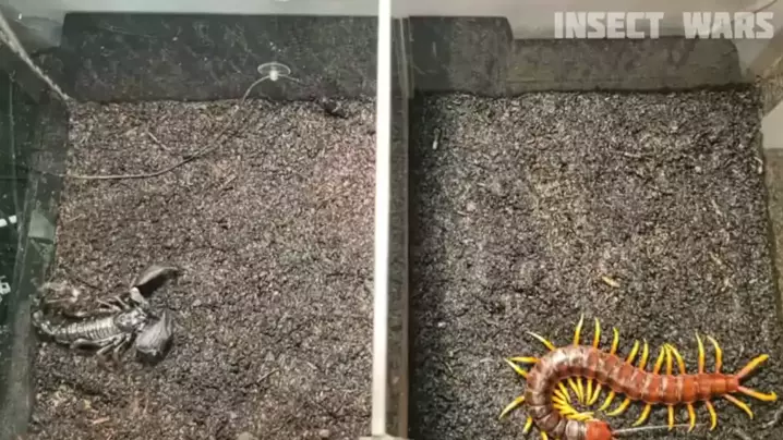 Scp50 Insect insectmmd