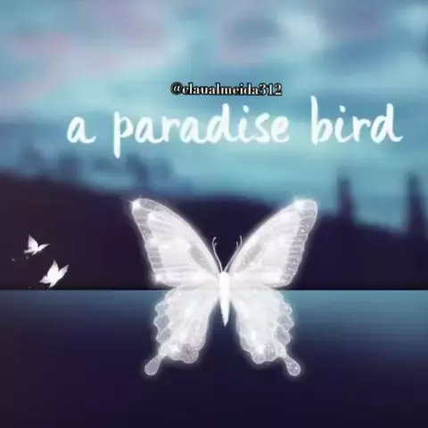 casey paradise bird | Discover