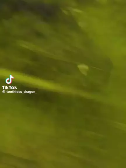 toothlessteddie leaks