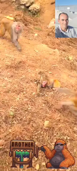 tiup kaleng brother musang & brother musang indo|| Kwai