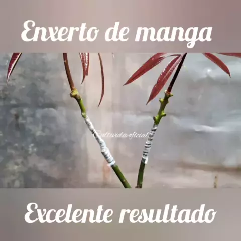 lactofillia & manga lactofilia| Discover