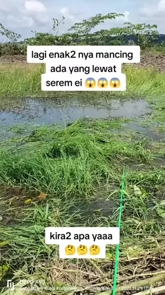 Pika: Si Imut dari Pegunungan